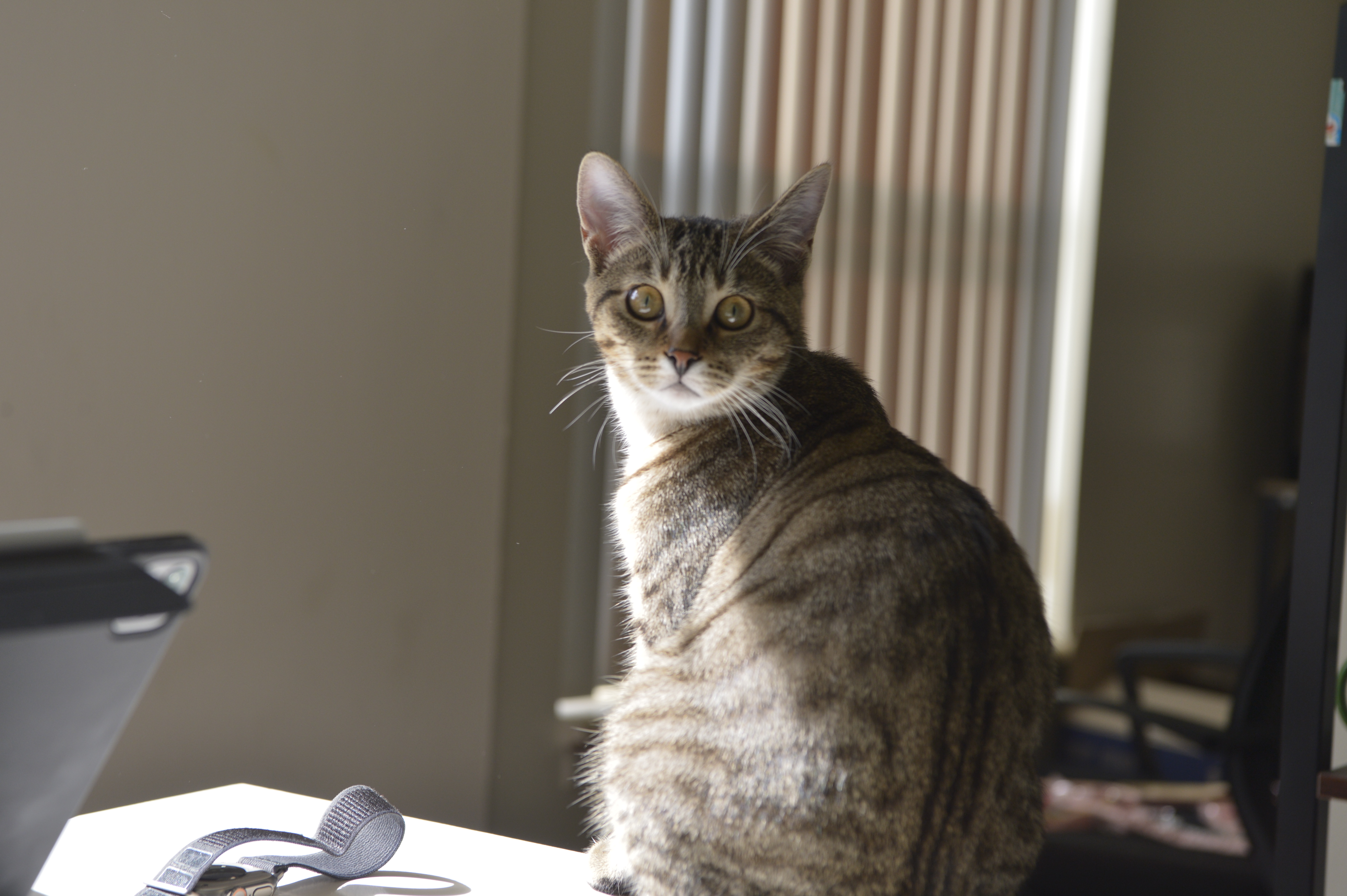 Ruby the cat