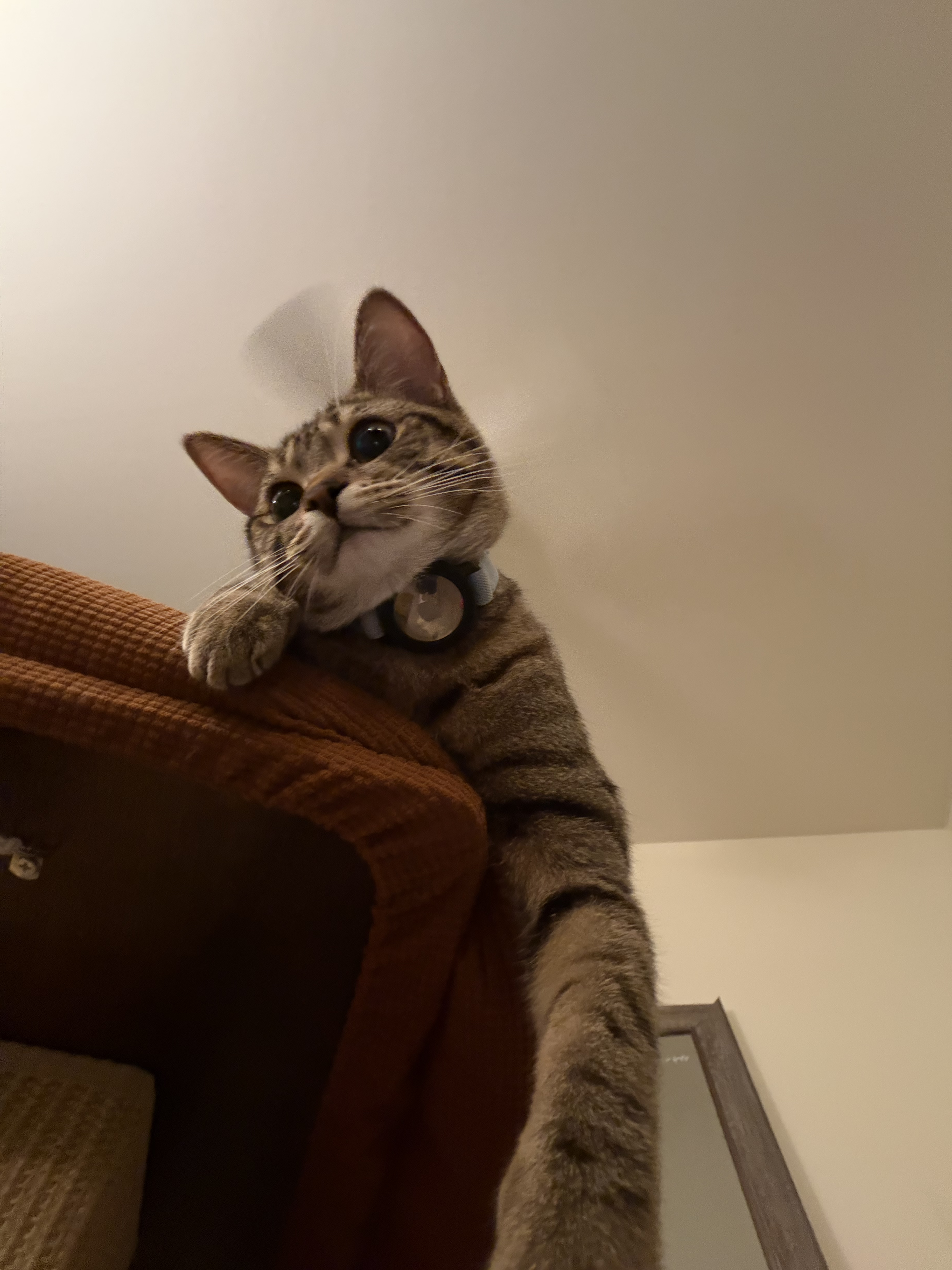 Ruby, Sophia's cat